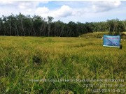 Panen Perdana Varietas Padi Gogo Unggul LIPI